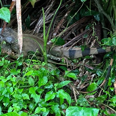 Natural Experience House Tortuguero Bagian luar foto