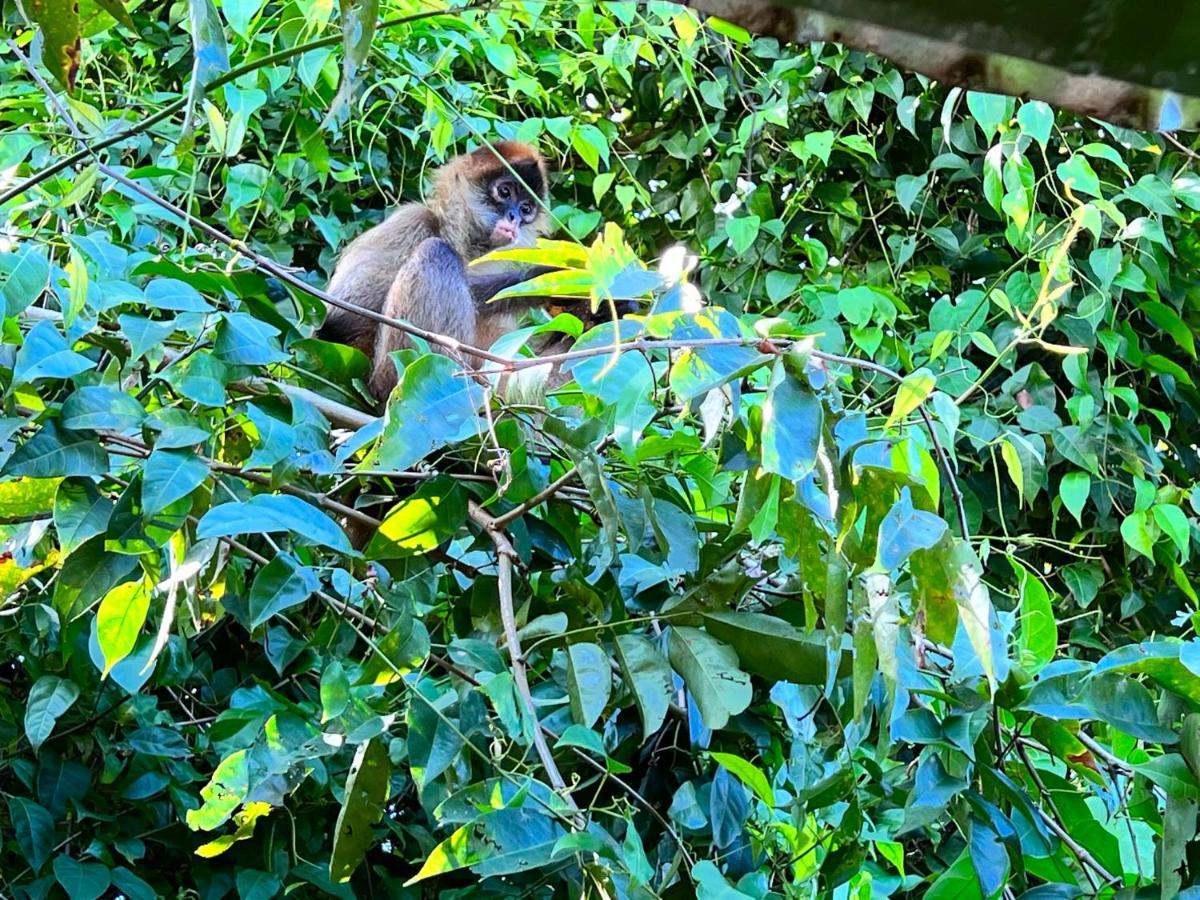 Natural Experience House Tortuguero Bagian luar foto