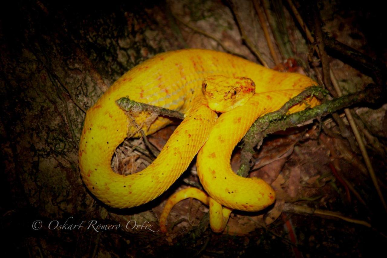 Natural Experience House Tortuguero Bagian luar foto